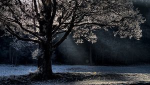 Preview wallpaper tree, branches, beams, hoarfrost, light