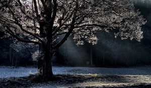 Preview wallpaper tree, branches, beams, hoarfrost, light