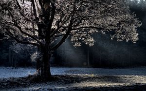 Preview wallpaper tree, branches, beams, hoarfrost, light