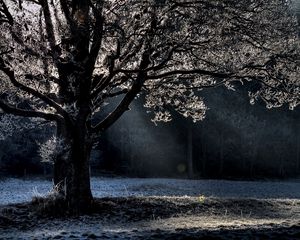 Preview wallpaper tree, branches, beams, hoarfrost, light