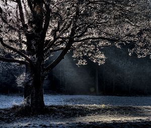 Preview wallpaper tree, branches, beams, hoarfrost, light