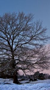 Preview wallpaper tree, branches, bench, sun, frost, winter