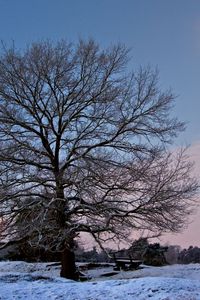 Preview wallpaper tree, branches, bench, sun, frost, winter