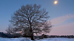 Preview wallpaper tree, branches, bench, sun, frost, winter