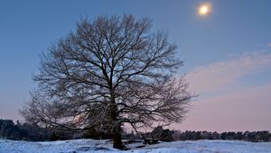 Preview wallpaper tree, branches, bench, sun, frost, winter