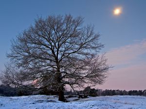 Preview wallpaper tree, branches, bench, sun, frost, winter