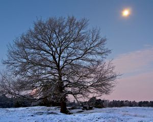 Preview wallpaper tree, branches, bench, sun, frost, winter