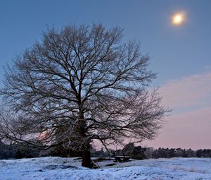 Preview wallpaper tree, branches, bench, sun, frost, winter