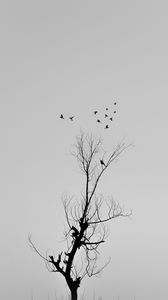 Preview wallpaper tree, branches, birds, minimalism, bw