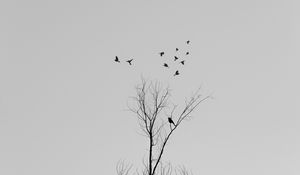 Preview wallpaper tree, branches, birds, minimalism, bw