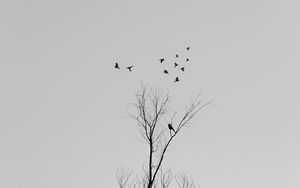 Preview wallpaper tree, branches, birds, minimalism, bw
