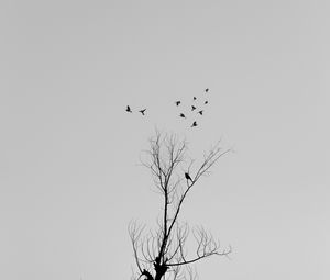 Preview wallpaper tree, branches, birds, minimalism, bw