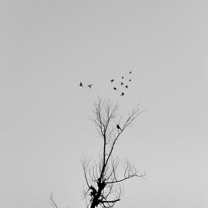 Preview wallpaper tree, branches, birds, minimalism, bw