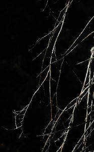 Preview wallpaper tree, branches, black