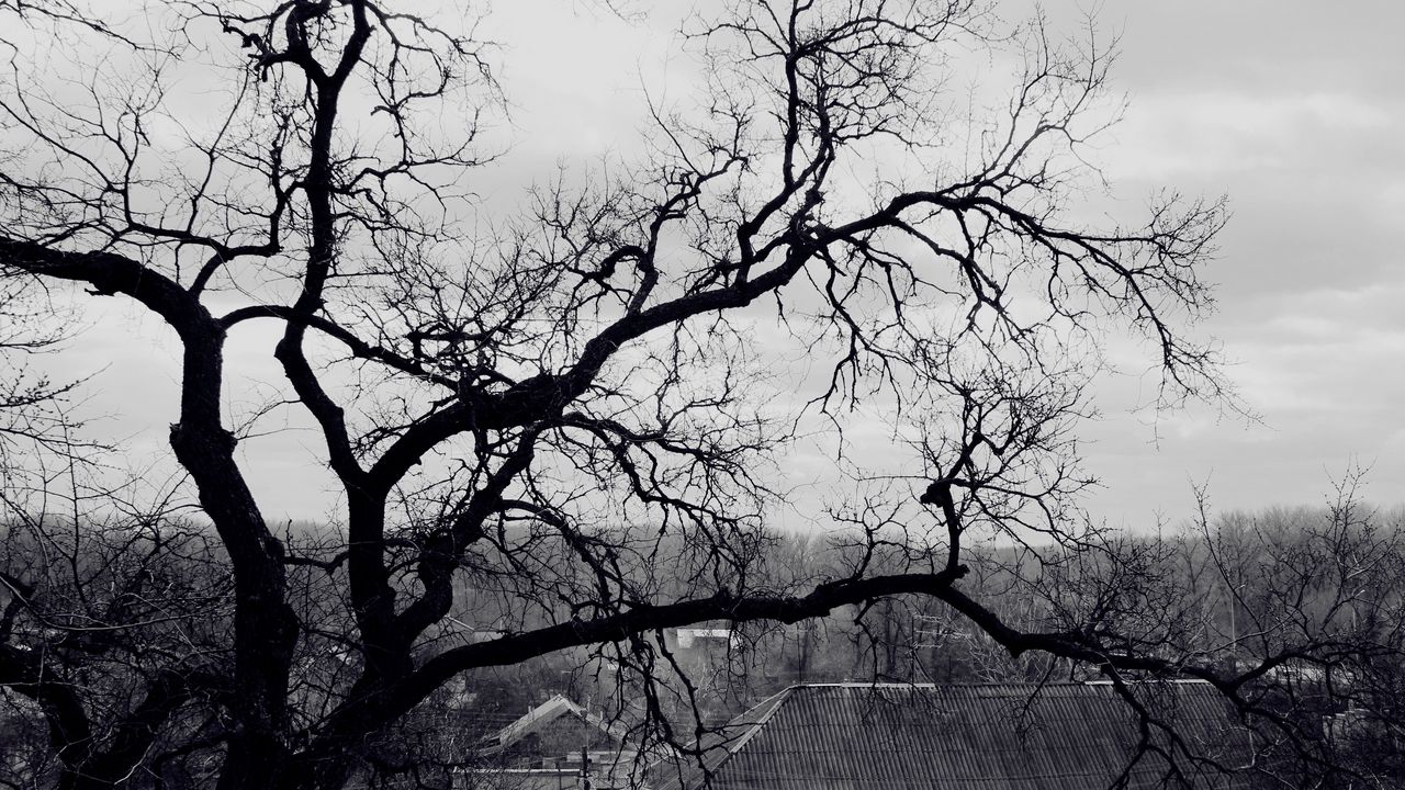 Wallpaper tree, branches, black-and-white, roof, terribly, gloomy