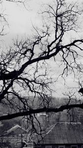 Preview wallpaper tree, branches, black-and-white, roof, terribly, gloomy
