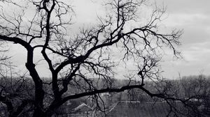 Preview wallpaper tree, branches, black-and-white, roof, terribly, gloomy