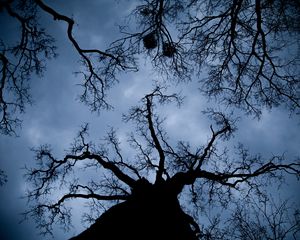 Preview wallpaper tree, branches, bottom view, night, outlines