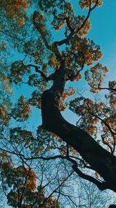 Preview wallpaper tree, branches, bottom view, park, japan