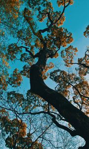 Preview wallpaper tree, branches, bottom view, park, japan