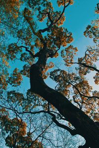 Preview wallpaper tree, branches, bottom view, park, japan