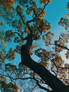 Preview wallpaper tree, branches, bottom view, park, japan