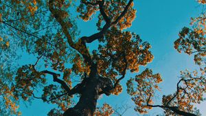 Preview wallpaper tree, branches, bottom view, park, japan