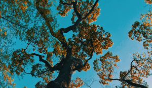 Preview wallpaper tree, branches, bottom view, park, japan