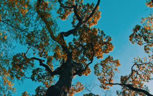 Preview wallpaper tree, branches, bottom view, park, japan