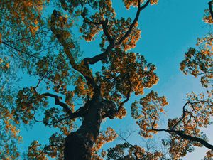 Preview wallpaper tree, branches, bottom view, park, japan