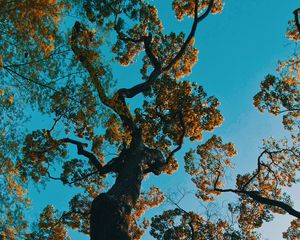 Preview wallpaper tree, branches, bottom view, park, japan