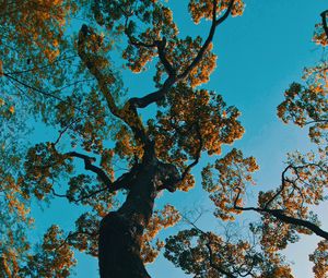 Preview wallpaper tree, branches, bottom view, park, japan