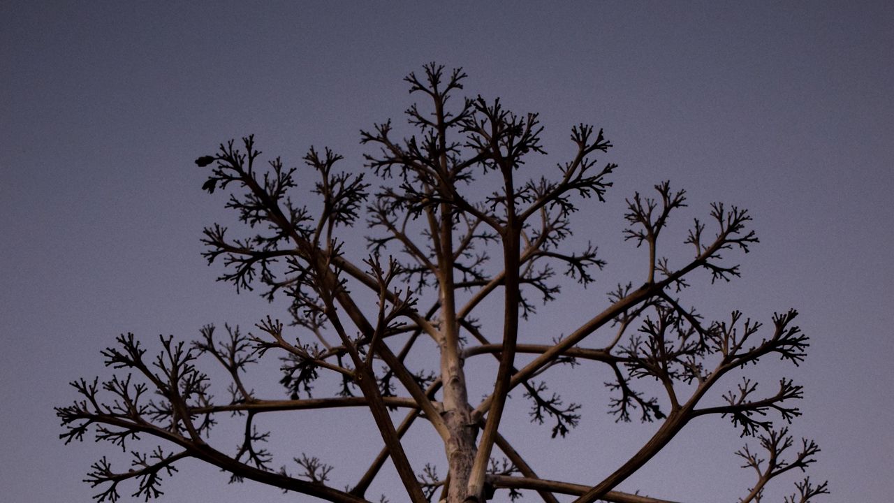 Wallpaper tree, branches, bottom view, twilight