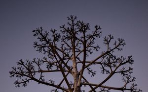 Preview wallpaper tree, branches, bottom view, twilight