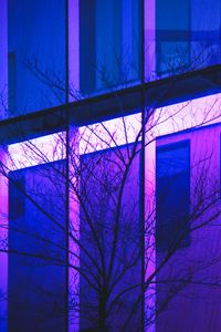 Preview wallpaper tree, branches, building, facade