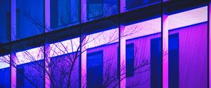 Preview wallpaper tree, branches, building, facade