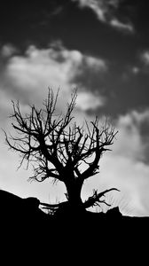Preview wallpaper tree, branches, bw, sky, clouds