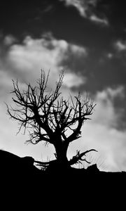 Preview wallpaper tree, branches, bw, sky, clouds