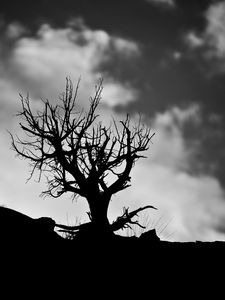 Preview wallpaper tree, branches, bw, sky, clouds