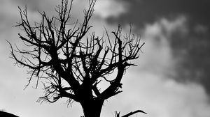 Preview wallpaper tree, branches, bw, sky, clouds