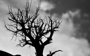 Preview wallpaper tree, branches, bw, sky, clouds