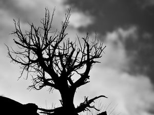 Preview wallpaper tree, branches, bw, sky, clouds