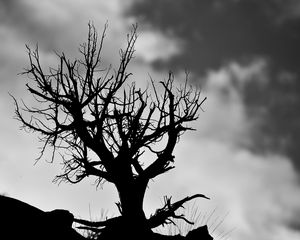 Preview wallpaper tree, branches, bw, sky, clouds