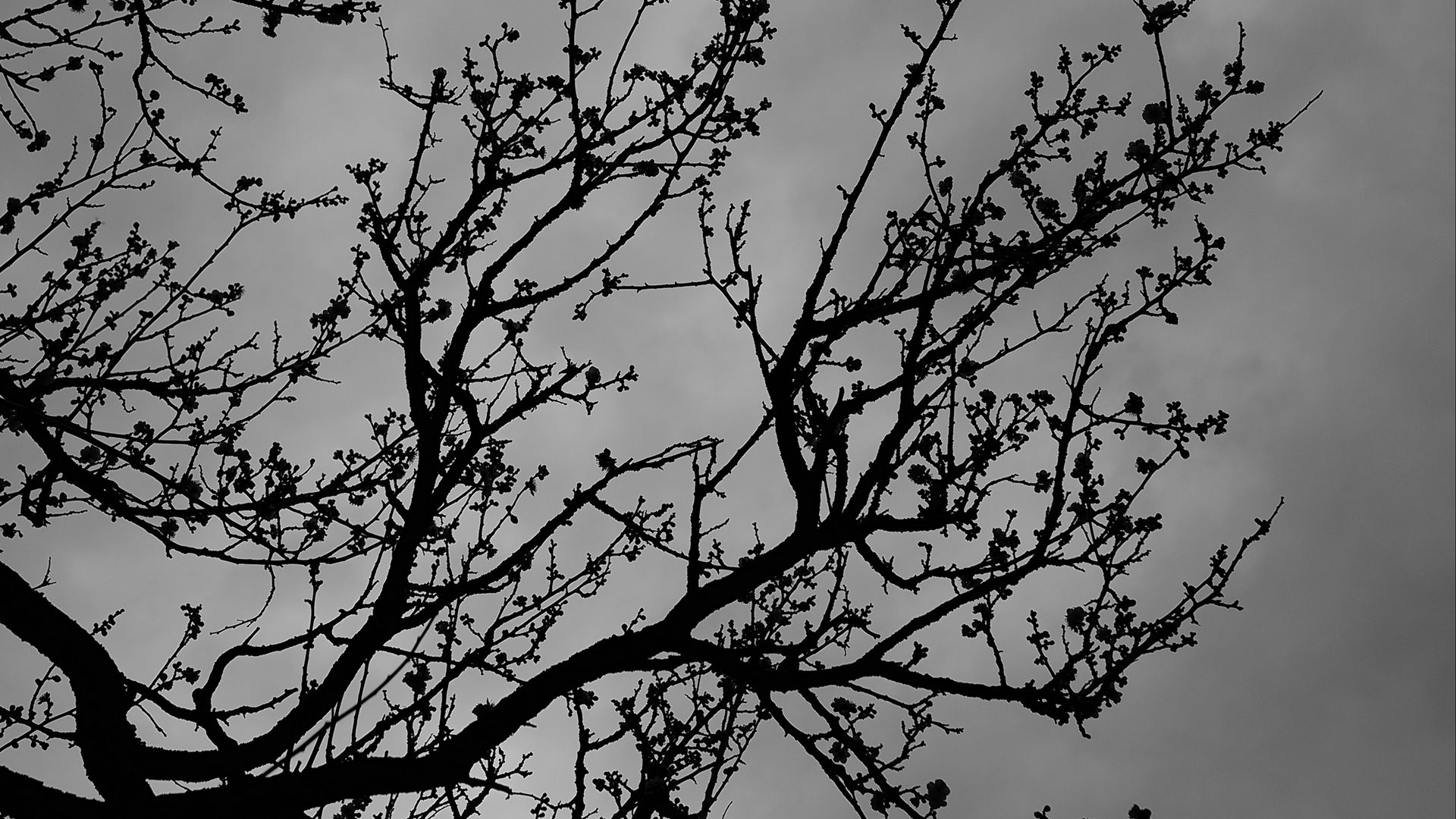 Download wallpaper 1920x1080 tree, branches, bw, sky, dark full hd ...