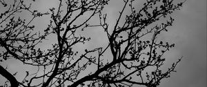 Preview wallpaper tree, branches, bw, sky, dark