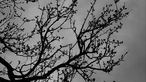 Preview wallpaper tree, branches, bw, sky, dark