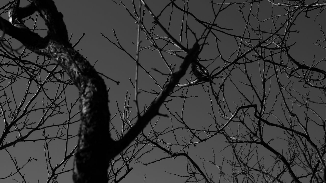 Wallpaper tree, branches, bw, dark