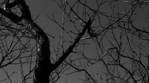 Preview wallpaper tree, branches, bw, dark