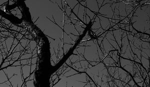 Preview wallpaper tree, branches, bw, dark