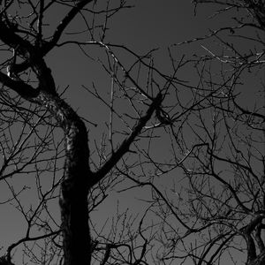Preview wallpaper tree, branches, bw, dark